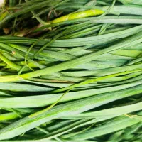 فروش سیرموک