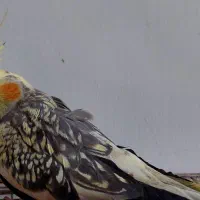 عروس هلندی ابلق