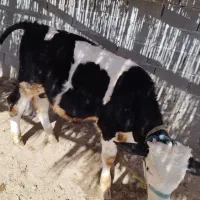 گوساله جوان وسالم|حیوانات مزرعه|سرپل ذهاب, |دیوار