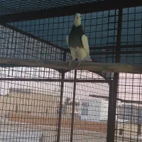 طوقی نسل برتر|پرنده|یزد, |دیوار