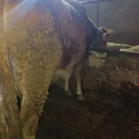 تلیسه گاو گوساله|حیوانات مزرعه|قیدار, |دیوار