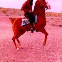 مادیون کرد