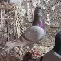 کبوتر مسافتی