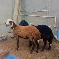 بره توقلی نر و ماده جنس دار گوسفند|حیوانات مزرعه|گرگان, |دیوار
