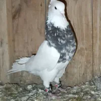 طوقی نر هفت رنگ کرمانشاهی