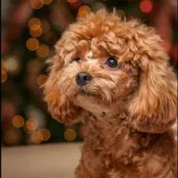 توی پودل وارداتی