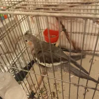 عروس هلندی کاملا اهلی|پرنده|جره و بالاده, |دیوار