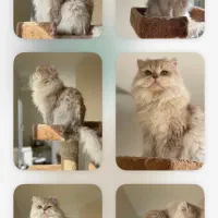 نظافت چی منزل