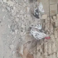 مرغ و خروس و توتک