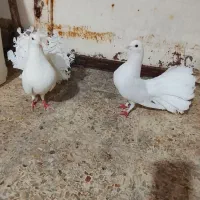 عروسک