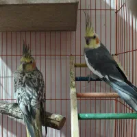 عروس هلندی جفت