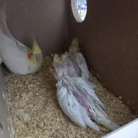 جوجه عروس لوتینو سرلاکی|پرنده|اردکان, |دیوار