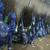 تولید و توزیع نهال صنوبر|خدمات باغبانی و درختکاری|کوهرنگ, |دیوار