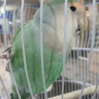 طوطی برزیلی