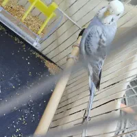 مرغ عشق ماده