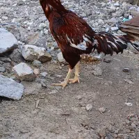 ۱ عدد خروس لاری جوجه کش نسل خوب