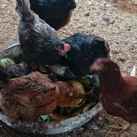 مرغ و خروس