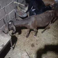 حیوانات مزرعه