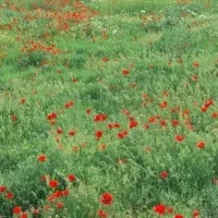 زمین-مسکونی-روستای-جهانگیر
