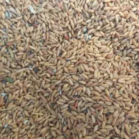 بذر گندم آبی ودیم جو ابی