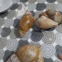 ۱۰تا دانه هست