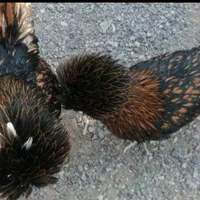 تخم نطفه دار..|حیوانات مزرعه|سبزوار, ایزی شهر|دیوار