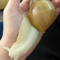 حلزون ۸ ماهه پیش مولد