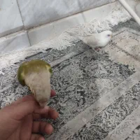 طوطی گرینچیک  دستی و مرغ عشق  دستی|پرنده|خواف, |دیوار