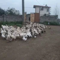 اردک اورگانیک|حیوانات مزرعه|رودسر, |دیوار