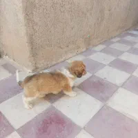 فروش سگ پشمالو زیبا و اروم و با ادب|سگ|کازرون, |دیوار