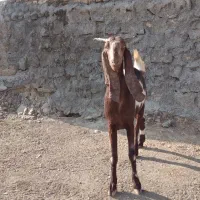 بز نژاد افغان|حیوانات مزرعه|ویسیان, |دیوار