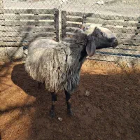 قوچ شال اصیل