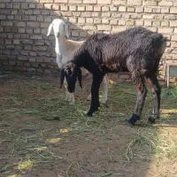 تعداددوعددبره ماده بفروش میرسد