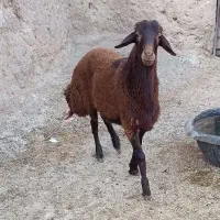 بره قوچی سرخ اصیل بزری|حیوانات مزرعه|بردسکن, |دیوار