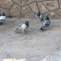 کبوتر پلاکی