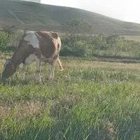 گاوسیمیتال باگوساله ی نر