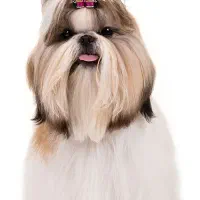 سگ شیتزو سوپر فلت|سگ|شیراز, چنچنه|دیوار