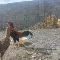 خروس لاری