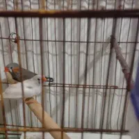 فروش جفت فنچ|پرنده|شیراز, درکی|دیوار