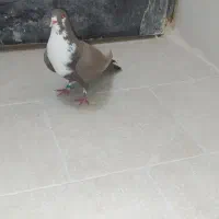 کفتر رنگه|پرنده|بیرجند, |دیوار