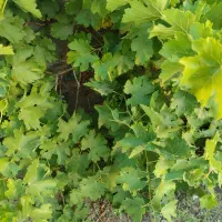 منزل  ویلایی دوخوابه|اجارهٔ خانه و ویلا|ارژن, |دیوار