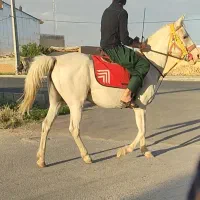 مادیون کرد