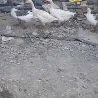 سلام دوجفت غاز معاوزه هم فروش