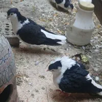 جفت شیرازی سیاه کاکل