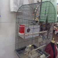 فروش عروس هلندی باقفس|پرنده|قم, نیروگاه|دیوار