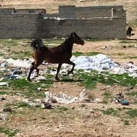 اسب کورد درجه یک|اسب و تجهیزات اسبسواری|بوکان, |دیوار