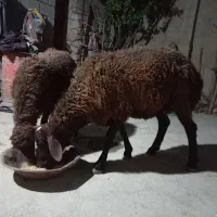 دوتا کاور نر