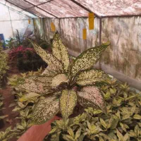 اگلونما،سطل۳،عباس آباد|گل و گیاه طبیعی|عباسآباد, |دیوار