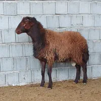 همو شیشک قوچ همو