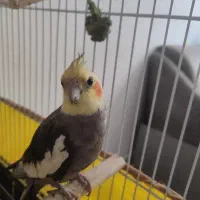 عروس هلندی